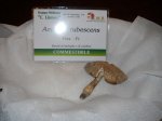 amanita rubescens